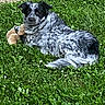 dog, grass, outdoor, toy, plush_toy, black_and_white, speckled, lying_down, pet, nature, greenery, relaxed, animal, fur, paws, pathway, summer, daylight, canine, resting