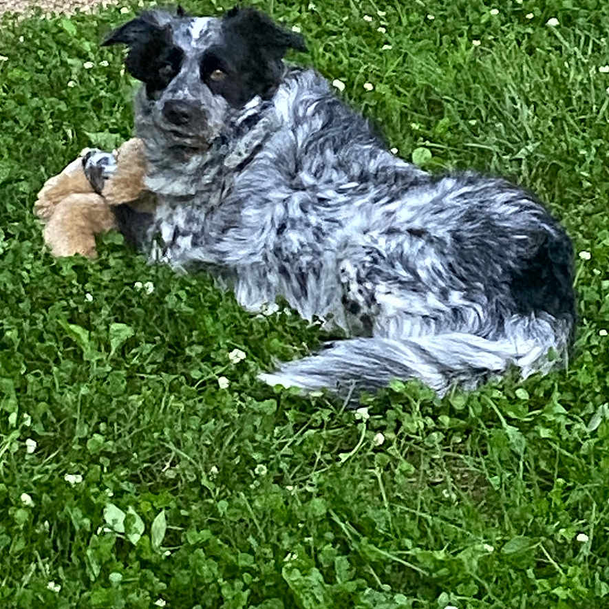Deamon is registered to the contest to win money with this photo: dog, grass, outdoor, toy, plush_toy, black_and_white, speckled, lying_down, pet, nature, greenery, relaxed, animal, fur, paws, pathway, summer, daylight, canine, resting