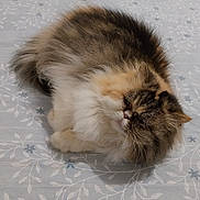 Mitsy a rejoint le concours — aidez-le/la à gagner de superbes lots ! cat, fluffy, sleepy, bedspread, patterned, furry, pet, animal, cute, resting, indoor, cozy, tabby, white, brown, orange, whiskers, cute_pet, relaxed, fur