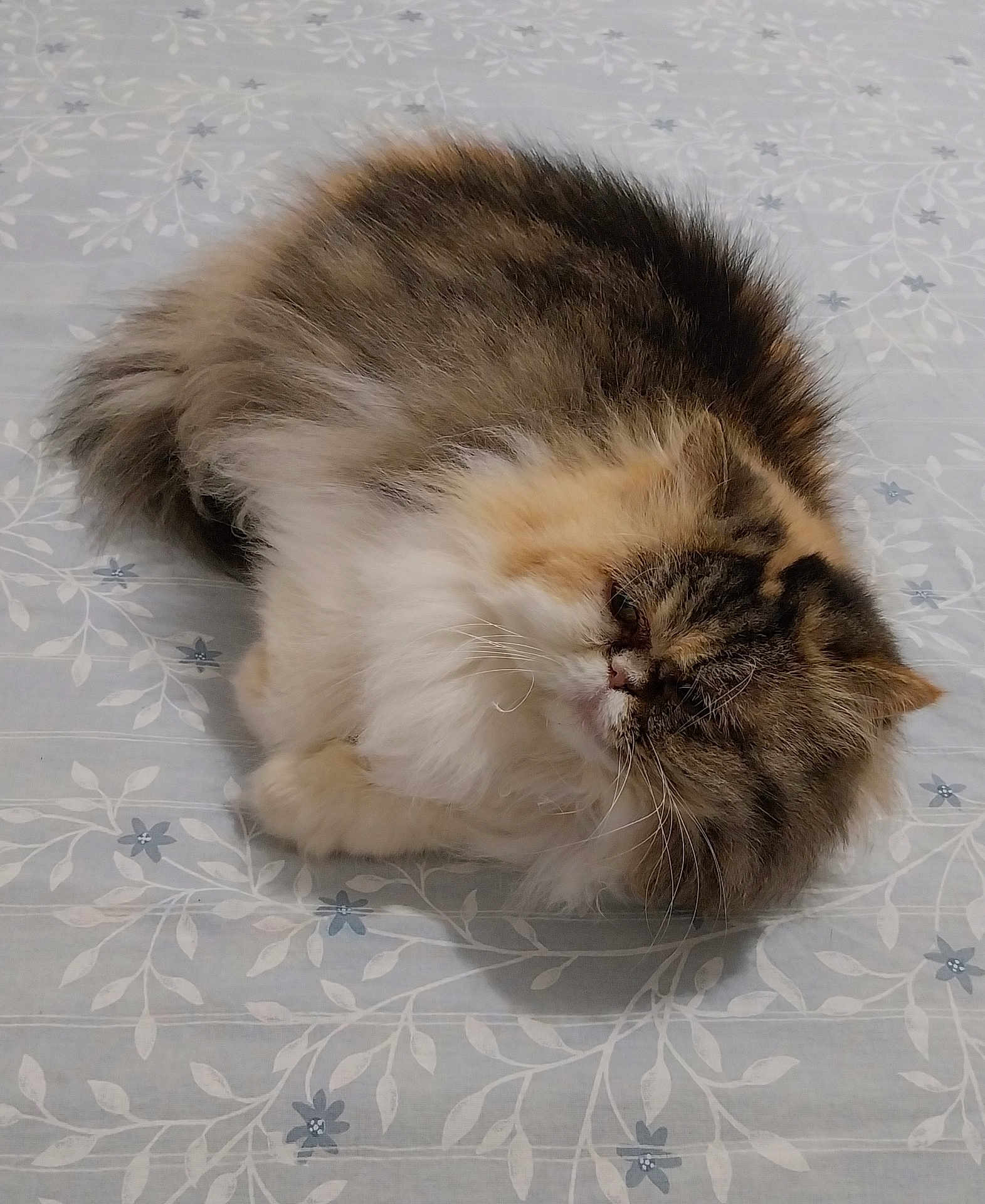 Mitsy a rejoint le concours — aidez-le/la à gagner de superbes lots ! cat, fluffy, sleepy, bedspread, patterned, furry, pet, animal, cute, resting, indoor, cozy, tabby, white, brown, orange, whiskers, cute_pet, relaxed, fur