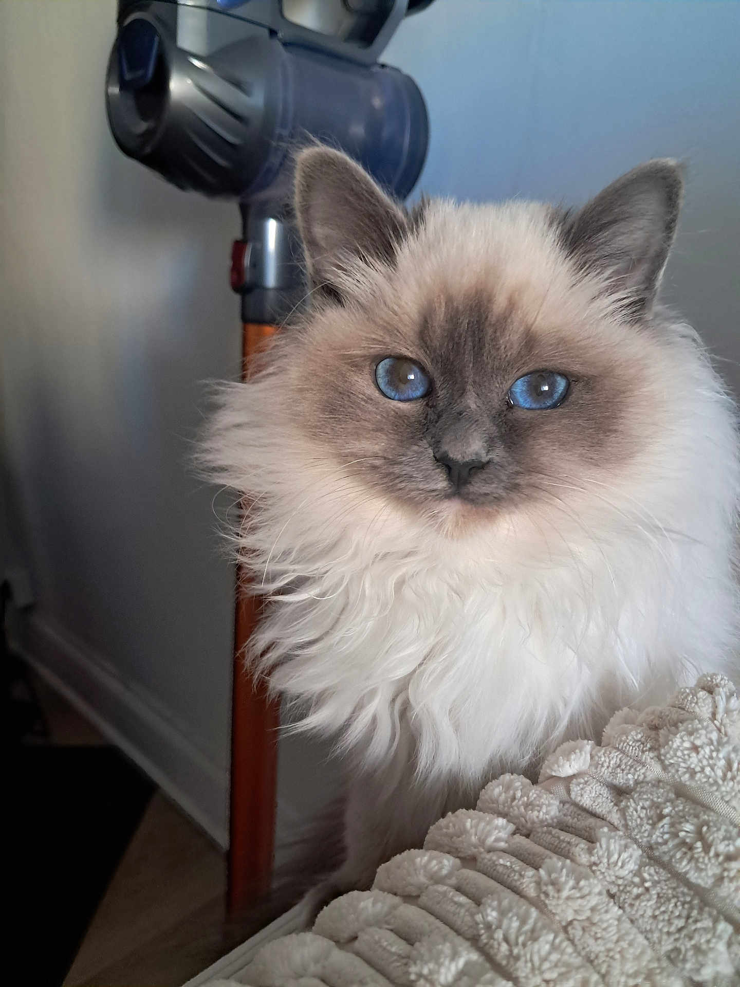 Voltige participe au concours pour gagner de l'argent avec cette photo : cat, blue_eyes, fluffy, long_hair, pet, indoor, vacuum_cleaner, blanket, texture, close_up, face, whiskers, ears, fur, domestic_animal, portrait, household, furniture, cozy, curious