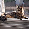 animal, cat, daylight, domestic, feline, fluffy, house, indoor, long_hair, looking_away, pet, relaxed, resting, screen, side_view, sunlight, tabby, whiskers, window, windowsill