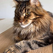 Virka participe au concours pour gagner de l'argent avec cette photo : cat, tabby, fluffy, feline, pet, animal, indoor, wooden_table, fur, whiskers, ears, paws, closeup, portrait, domestic_cat, relaxed, cute, mammal, green_eyes, resting