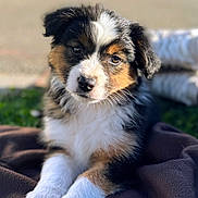 Abba a rejoint le concours — aidez-le/la à gagner de superbes lots ! puppy, dog, tricolor, outdoor, blanket, fur, fluffy, cute, animal, pet, portrait, young, paw, resting, sunlight, nature, closeup, adorable, curious, canine