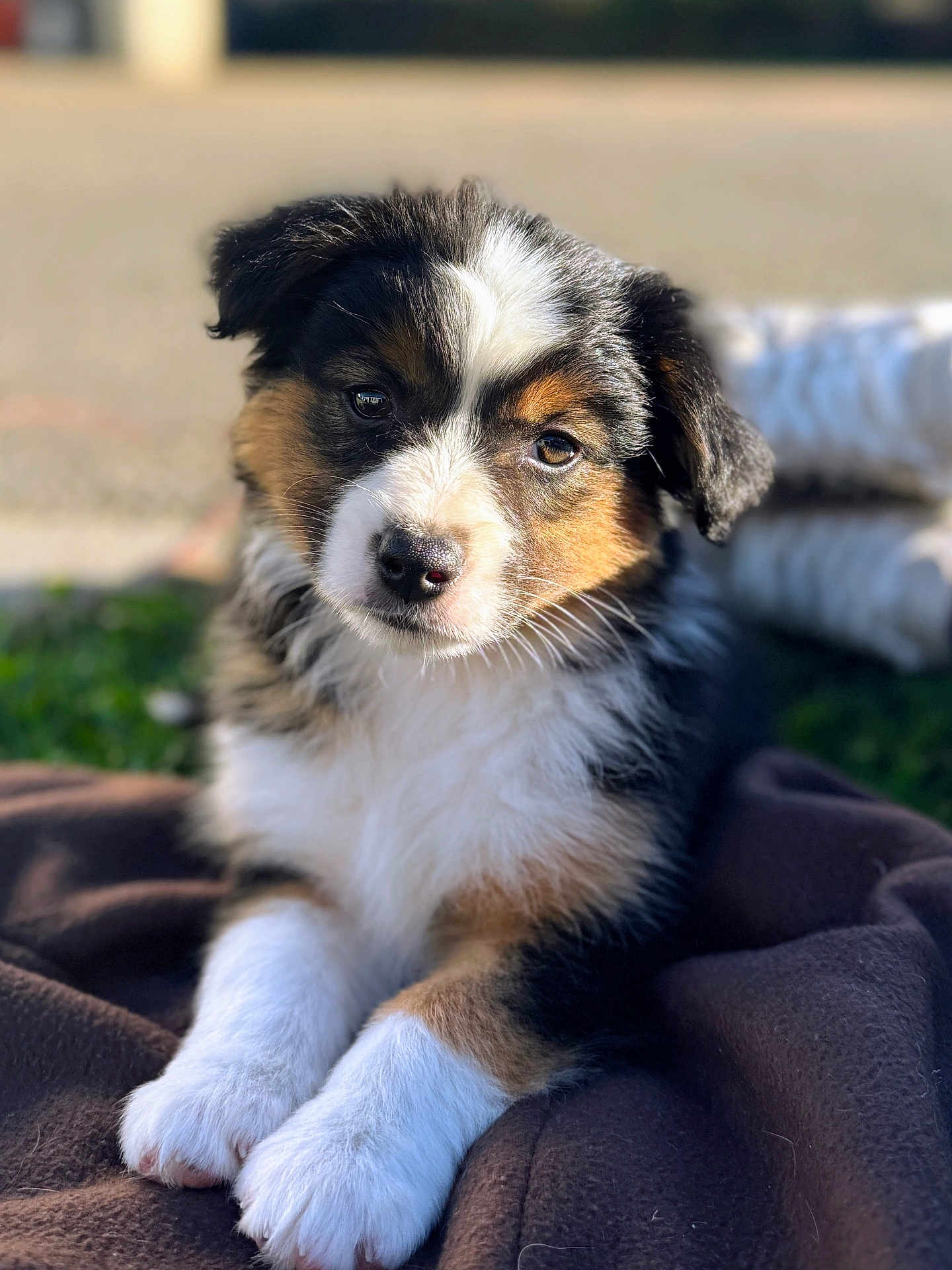 Abba a rejoint le concours — aidez-le/la à gagner de superbes lots ! puppy, dog, tricolor, outdoor, blanket, fur, fluffy, cute, animal, pet, portrait, young, paw, resting, sunlight, nature, closeup, adorable, curious, canine