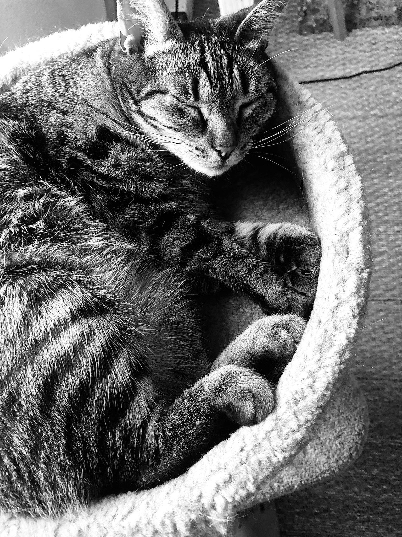 Câline participe au concours pour gagner de l'argent avec cette photo : asian, black_and_white, carnivore, cat, domestic_short_haired_cat, dragon_li, european_shorthair, eye, felidae, fur, monochrome, monochrome_photography, ocicat, photography, small_to_medium_sized_cats, snout, style, tabby_cat, whiskers, wild_cat