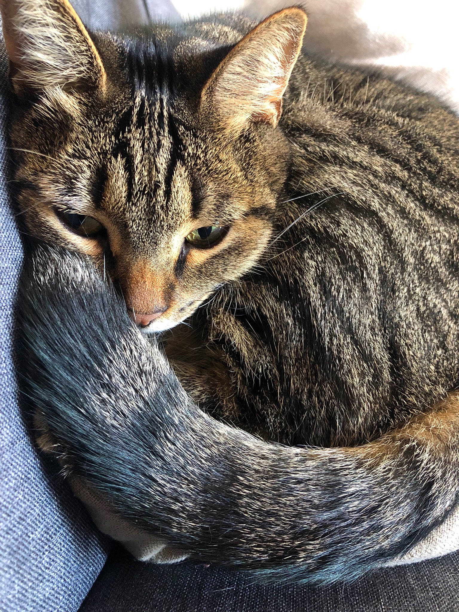 Câline a rejoint le concours — aidez-le/la à gagner de superbes lots ! asian, carnivore, cat, chausie, close_up, domestic_short_haired_cat, dragon_li, egyptian_mau, european_shorthair, eye, felidae, fur, kitten, mammal, ocicat, small_to_medium_sized_cats, snout, tabby_cat, tree, whiskers