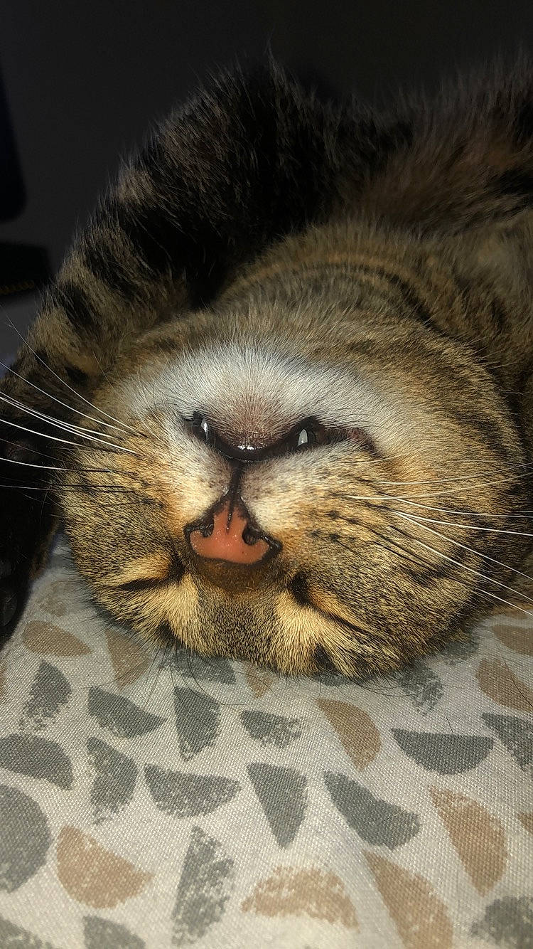 Câline participe au concours pour gagner de l'argent avec cette photo : asian, carnivore, cat, claw, close_up, european_shorthair, felidae, fur, kitten, nose, pixie_bob, small_to_medium_sized_cats, snout, tabby_cat, whiskers