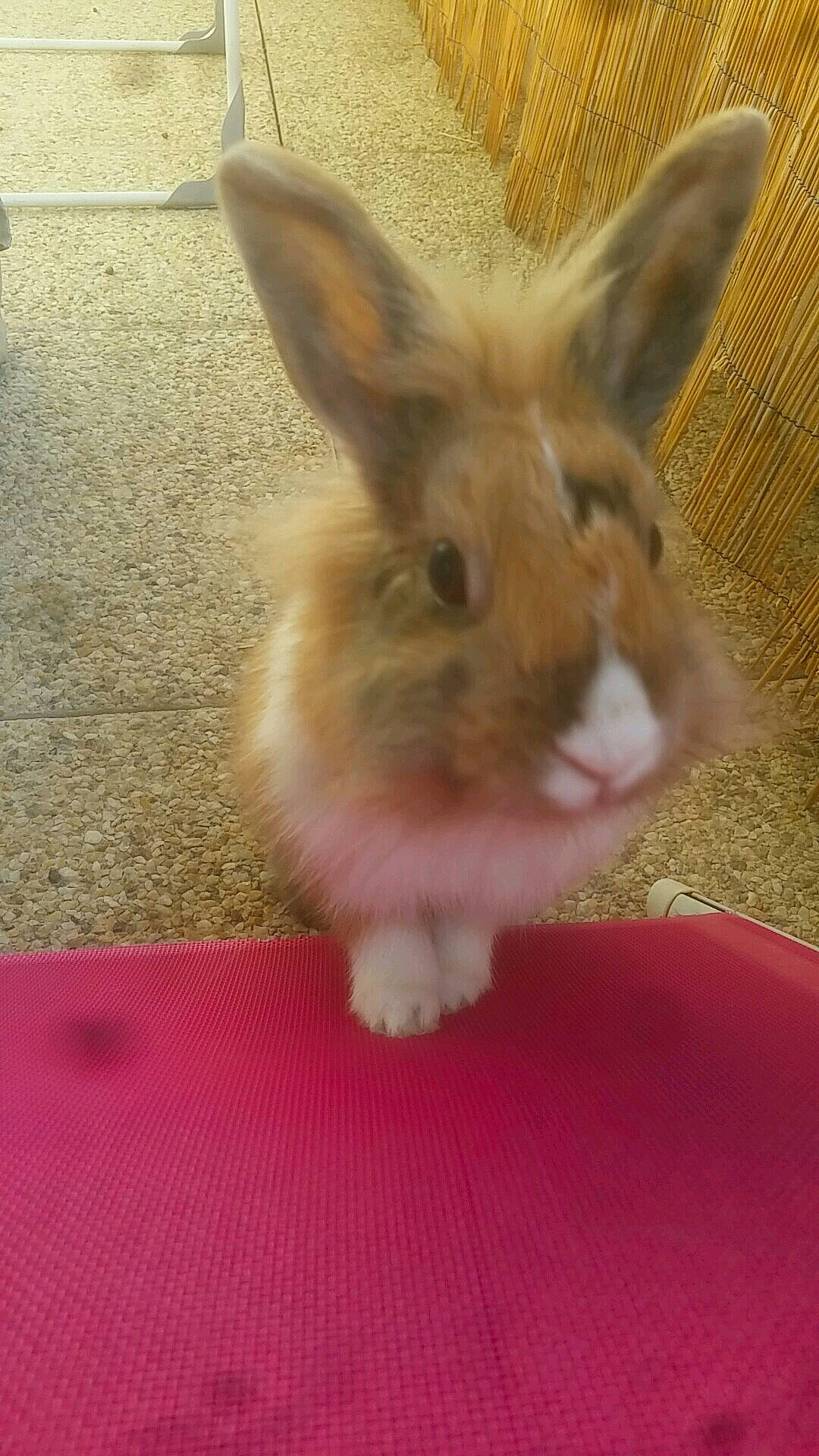 Laya a rejoint le concours — aidez-le/la à gagner de superbes lots ! domestic_rabbit, ear, fawn, hare, mammal, rabbit, rabbits_and_hares, snout, vertebrate, whiskers, wood_rabbit