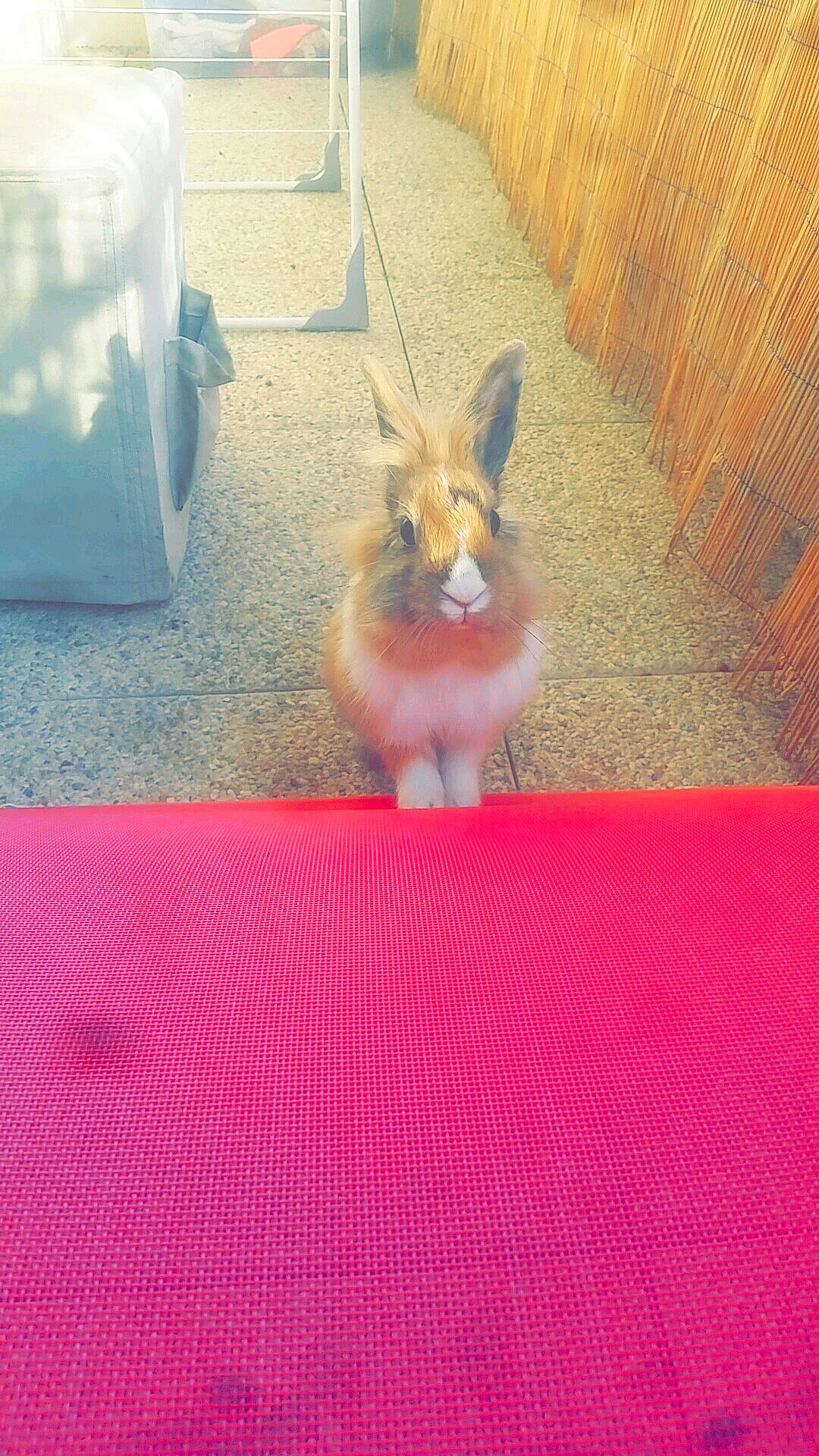 Laya a rejoint le concours — aidez-le/la à gagner de superbes lots ! domestic_rabbit, fawn, hare, rabbit, rabbits_and_hares, tail, whiskers, wildlife, wood_rabbit