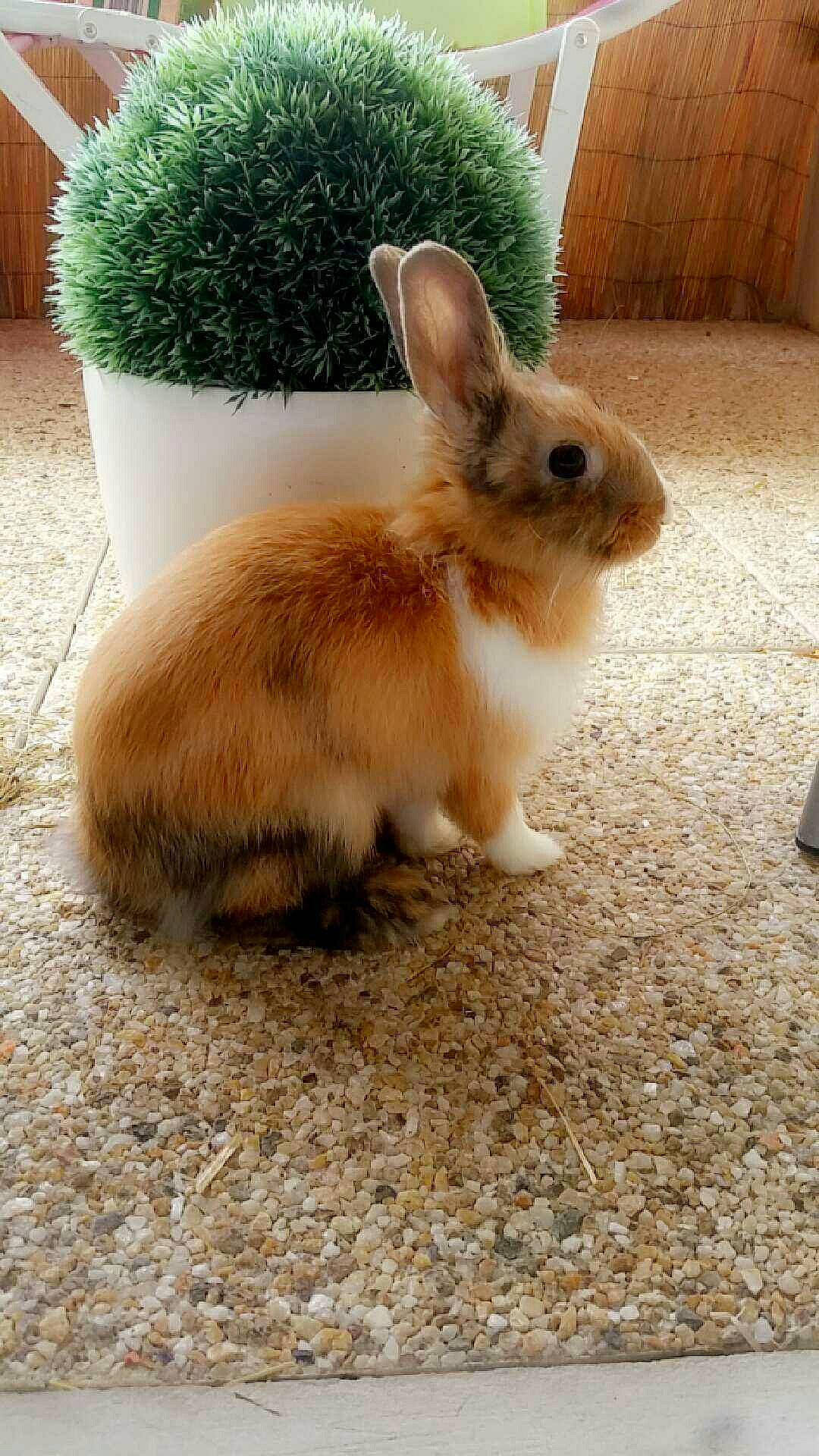 Laya participe au concours pour gagner de l'argent avec cette photo : domestic_rabbit, ear, fawn, grass, hare, mammal, organism, plant, rabbit, rabbits_and_hares, skin, tail, whiskers, wildlife, wood_rabbit
