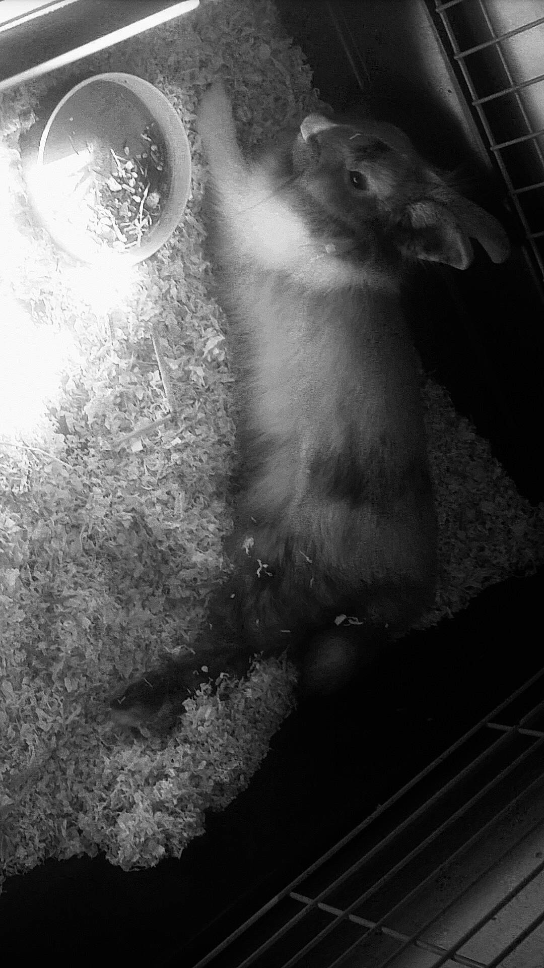 Laya participe au concours pour gagner de l'argent avec cette photo : black, black_and_white, fur, leg, monochrome, monochrome_photography, photography, possum, rat, rodent, snout, still_life_photography, stock_photography, style, whiskers