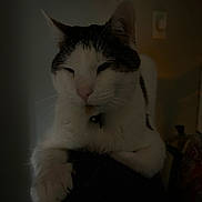 Frosty joined the competition — help win amazing prizes! cat, pet, animal, feline, whiskers, paw, collar, indoor, resting, sleepy, cute, domestic, fur, muzzle, ears, closeup, portrait, house, dark, shadow