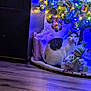 Frosty joined the competition — help win amazing prizes! cat, christmas_tree, ornaments, lights, holiday, decorations, floor, pillow, stuffed_toy, indoor, festive, white_black_cat, wood_floor, soft_lighting, relaxing, cozy, winter, celebration, home, animal