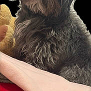 Oreo joined the competition — help win amazing prizes! dog, small_dog, fluffy, curly_fur, black_and_gray, pet, portrait, close_up, nose, whiskers, toy, stuffed_toy, blanket, bedding, cozy, indoor, cute, companion, sitting, fur_texture