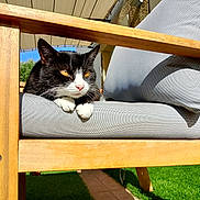 Filou a rejoint le concours — aidez-le/la à gagner de superbes lots ! animal, backyard, black_and_white, cat, comfort, cushion, daylight, feline, fur, golden_eyes, grass, leisure, nature, outdoor, paw, pet, relaxed, resting, sunlight, wooden_chair