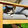animal, backyard, black_and_white, cat, comfort, cushion, daylight, feline, fur, golden_eyes, grass, leisure, nature, outdoor, paw, pet, relaxed, resting, sunlight, wooden_chair