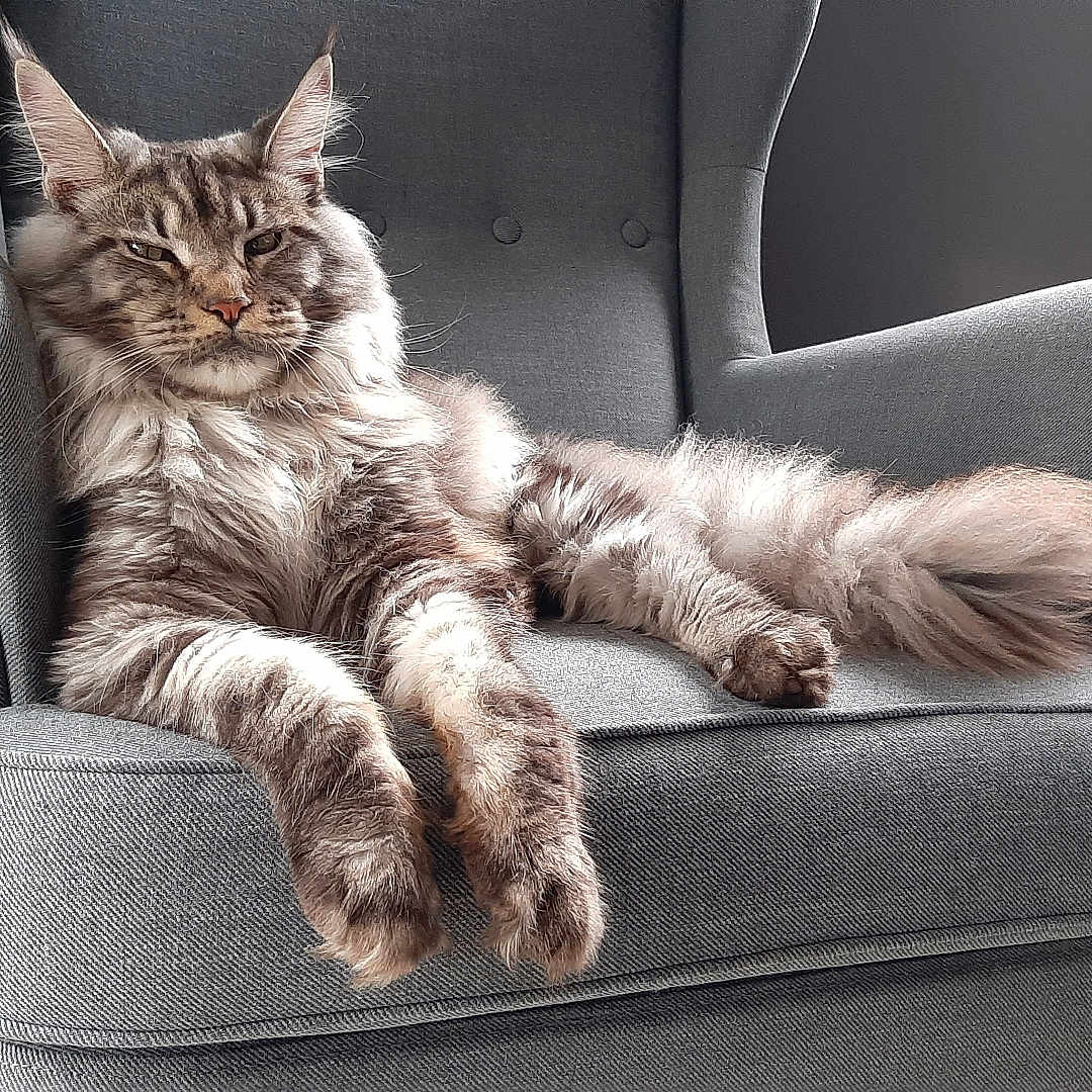 Ryuk participe au concours pour gagner de l'argent avec cette photo : animal, armchair, cat, comfort, cute, domestic_animal, feline, fluffy, fur, gray, home, indoor, mammal, paws, pet, portrait, relaxed, resting, tail, whiskers