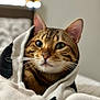 Chowder is registered to the contest to win money with this photo: cat, tabby, animal, pet, whiskers, ears, face, blanket, cozy, indoor, fur, cute, closeup, portrait, soft_light, resting, warm, comfortable, domestic, feline