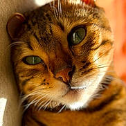 Chowder joined the competition — help win amazing prizes! cat, tabby, close_up, paw, green_eyes, whiskers, fur, sunlight, relaxed, pet, animal, mammal, cute, domestic_cat, face, portrait, feline, resting, indoor, warm_light