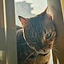 cat, tabby, curious, whiskers, sunlight, window, curtains, indoor, pet, feline, animal, closeup, blurred_background, domestic, striped_fur, green_eyes, portrait, soft_light, shadow, home