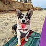 dog, corgi, beach, sand, blanket, happy, tongue_out, pet, outdoor, nature, canine, collar, leash, smiling, paw, fur, sunny, trees, relaxation, animal
