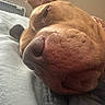 Trinity is registered to the contest to win money with this photo: dog, close_up, sleeping, nose, fur, pet, animal, resting, cozy, indoor, collar, bed, soft, relaxation, muzzle, ears, texture, canine, peaceful, portrait