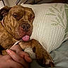 Trinity is registered to the contest to win money with this photo: dog, sleeping, tongue_out, brown_dog, paw, hand, pillow, bed, cuddle, cozy, rest, indoor, closeup, pet, animal, companion, cute, relaxation, friendship, comfort