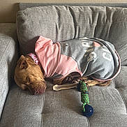 Trinity joined the competition — help win amazing prizes! dog, sleeping, couch, gray, pink, sweater, bone, toy, rope_toy, pet, indoor, relaxing, cozy, resting, canine, fur, collar, home, animal, nap