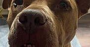 Trinity joined the competition — help win amazing prizes! dog, brown_dog, pet, indoor, floor, window, curious, close_up, canine, animal, ears, snout, looking_up, fur, domestic_animal, mammal, companion, portrait, cute, expression
