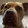dog, brown_dog, pet, indoor, floor, window, curious, close_up, canine, animal, ears, snout, looking_up, fur, domestic_animal, mammal, companion, portrait, cute, expression