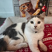 Mimi participe au concours pour gagner de l'argent avec cette photo : cat, feline, pet, white, gray, lying_down, blanket, patterned, snowflake, reindeer, holiday, christmas, poster, orange_cat, santa_hat, indoor, cozy, fur, cute, decor