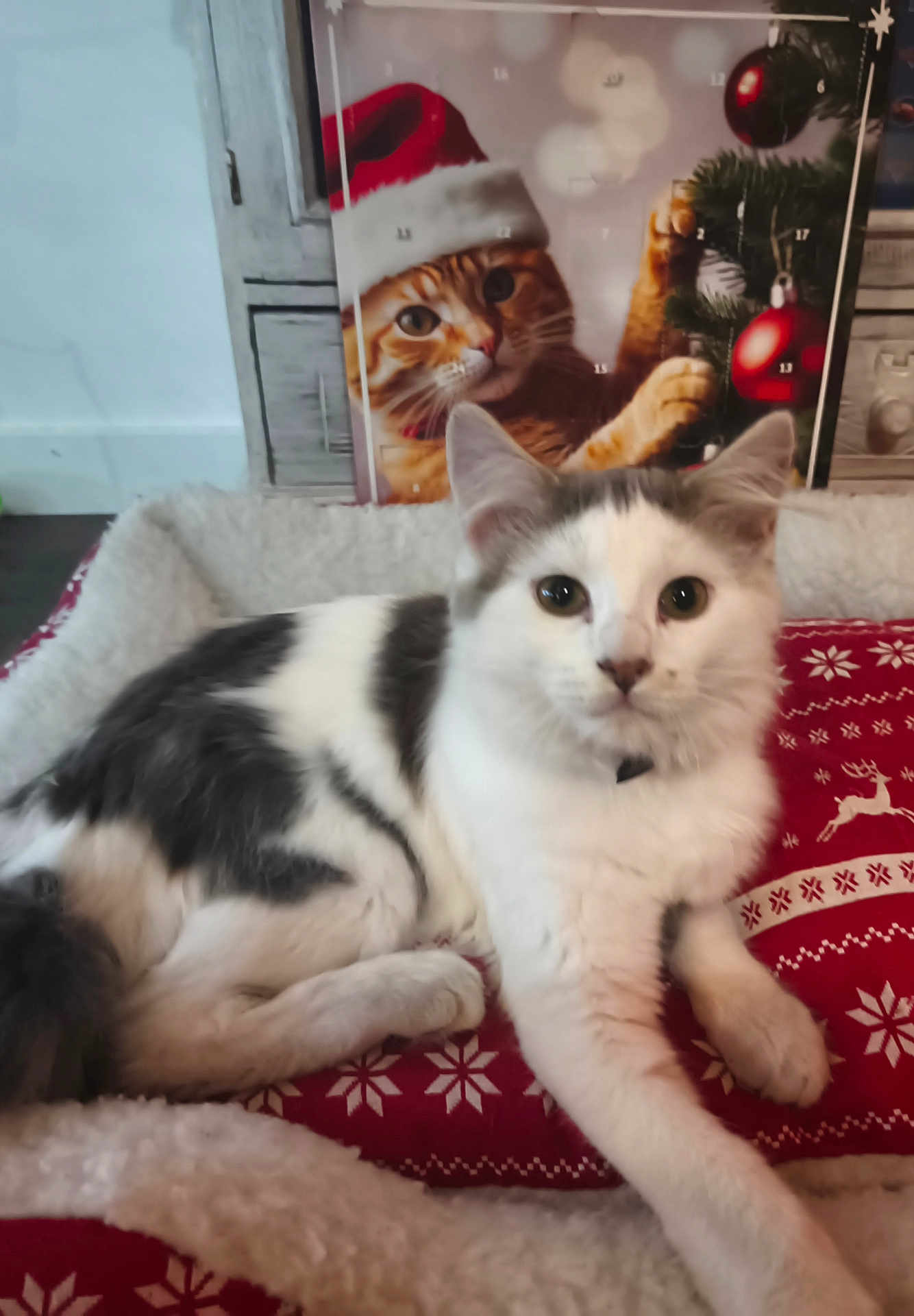 Mimi participe au concours pour gagner de l'argent avec cette photo : cat, feline, pet, white, gray, lying_down, blanket, patterned, snowflake, reindeer, holiday, christmas, poster, orange_cat, santa_hat, indoor, cozy, fur, cute, decor