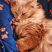 Sacha participe au concours pour gagner de l'argent avec cette photo : cat, fluffy, orange_cat, pet, animal, sleeping, resting, cushion, blue_cushion, teddy_bear_pattern, indoor, cozy, fur, closeup, cute, relaxed, soft, comfort, domestic_cat, portrait
