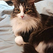 Lova participe au concours pour gagner de l'argent avec cette photo : cat, fluffy, pet, animal, indoor, bed, resting, feline, tabby, white_paws, close_up, cute, whiskers, looking, fur, domestic, relaxed, cozy, eyes, portrait