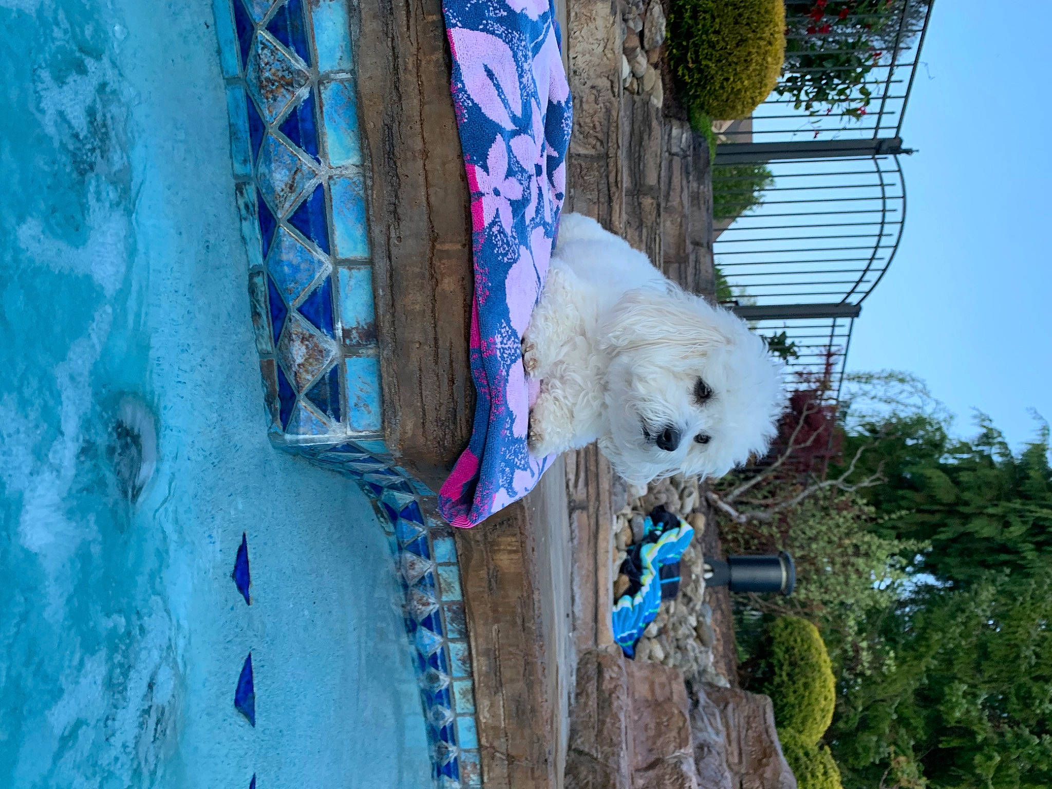 Princess is registered to the contest to win money with this photo: art, building, canidae, carnivore, companion_dog, dog, dog_breed, electric_blue, facade, house, non_sporting_group, plant, sky, standard_poodle, tree, water, window, winter, wood, world