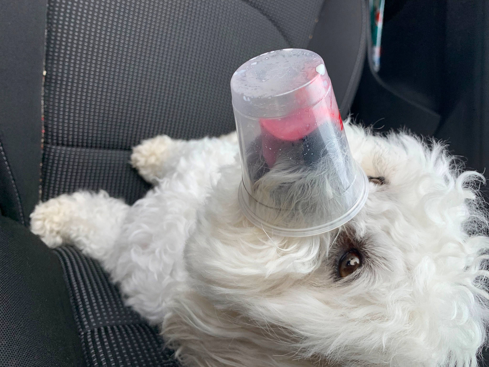 Princess is registered to the contest to win money with this photo: canidae, carnivore, collar, companion_dog, dog, dog_breed, fawn, fur, liver, natural_material, non_sporting_group, paw, small_to_medium_sized_cats, snout, sporting_group, tail, terrier, toy_dog, whiskers, working_animal