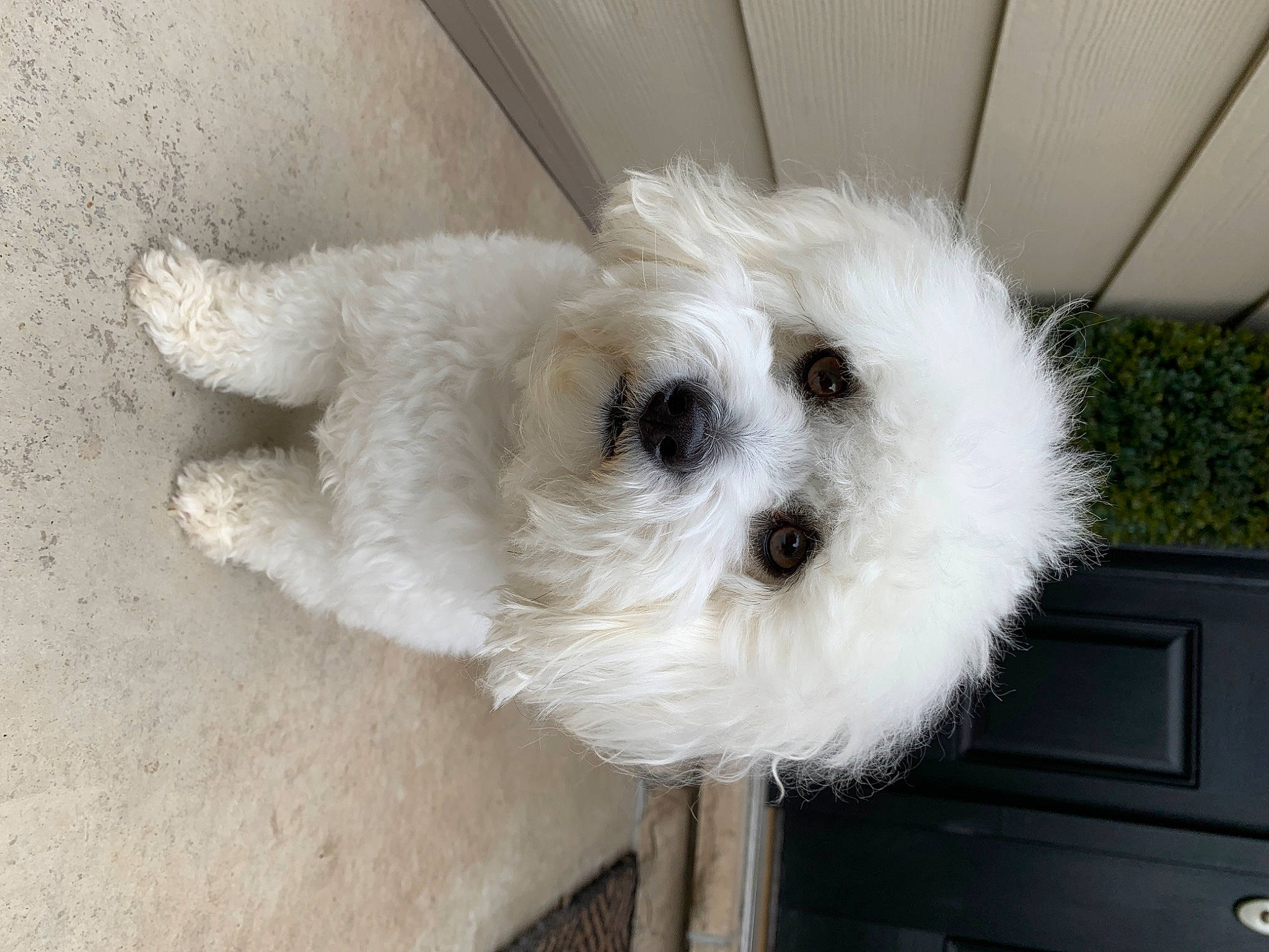 Princess joined the competition — help win amazing prizes! canidae, carnivore, cockapoo, companion_dog, dog, dog_breed, dog_supply, fur, labradoodle, maltepoo, pet_supply, poodle_crossbreed, shih_poo, small_terrier, snout, sporting_group, stuffed_toy, terrier, toy, toy_dog