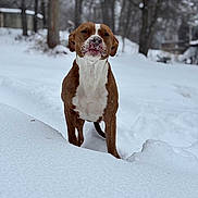 Sis joined the competition — help win amazing prizes! dog, snow, outdoor, winter, animal, canine, brown, white, forest, nature, cold, pet, fur, snout, standing, playful, winter_clothing, background, daylight, trees