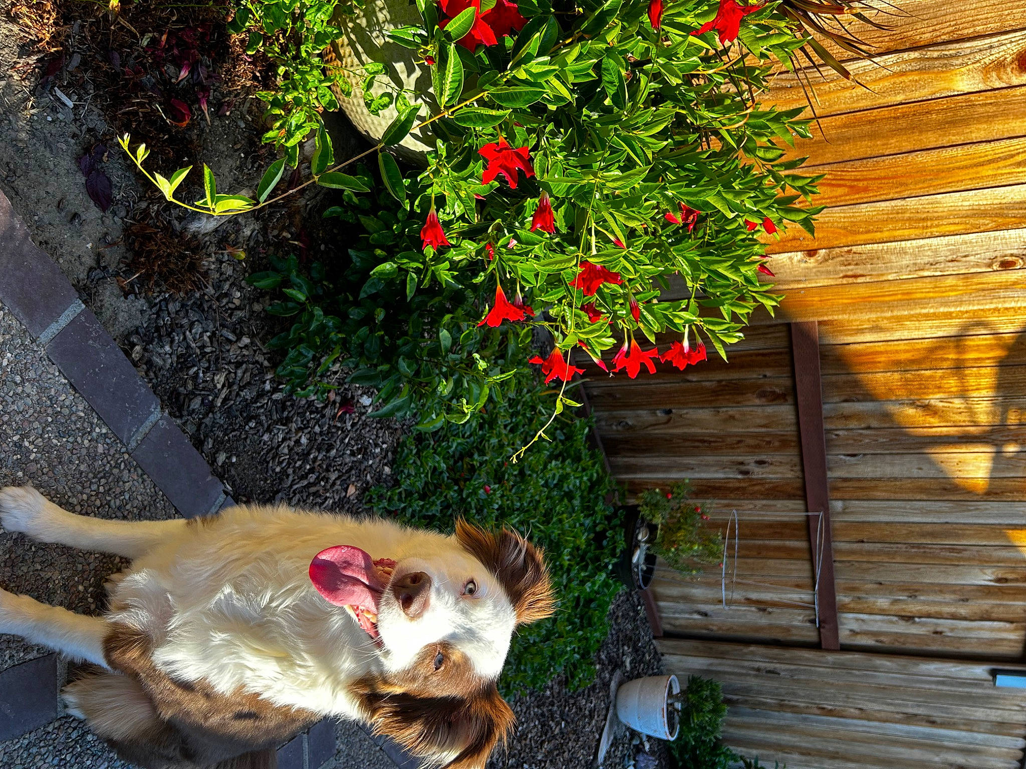 Pele joined the competition — help win amazing prizes! annual_plant, canidae, carnivore, collar, companion_dog, dog, dog_breed, fawn, felidae, flower, flower_arranging, flowering_plant, grass, petal, plant, shrub, sporting_group, tail, wood, working_animal