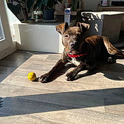 Brasko participe au concours pour gagner de l'argent avec cette photo : animal, brindle, dog, domestic, flooring, flowers, home, indoor, natural_light, pet, potted_plants, red_collar, relaxed, resting, shadow, sunlight, toy, window, wooden_floor, yellow_ball