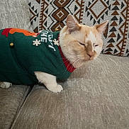 Dolce joined the competition — help win amazing prizes! cat, sweater, pet_clothing, indoor, couch, furniture, patterned_pillow, beige, white_fur, orange_fur, animal, domestic_cat, holiday, bells, snowflake, relaxed, close_up, portrait, cute, cozy