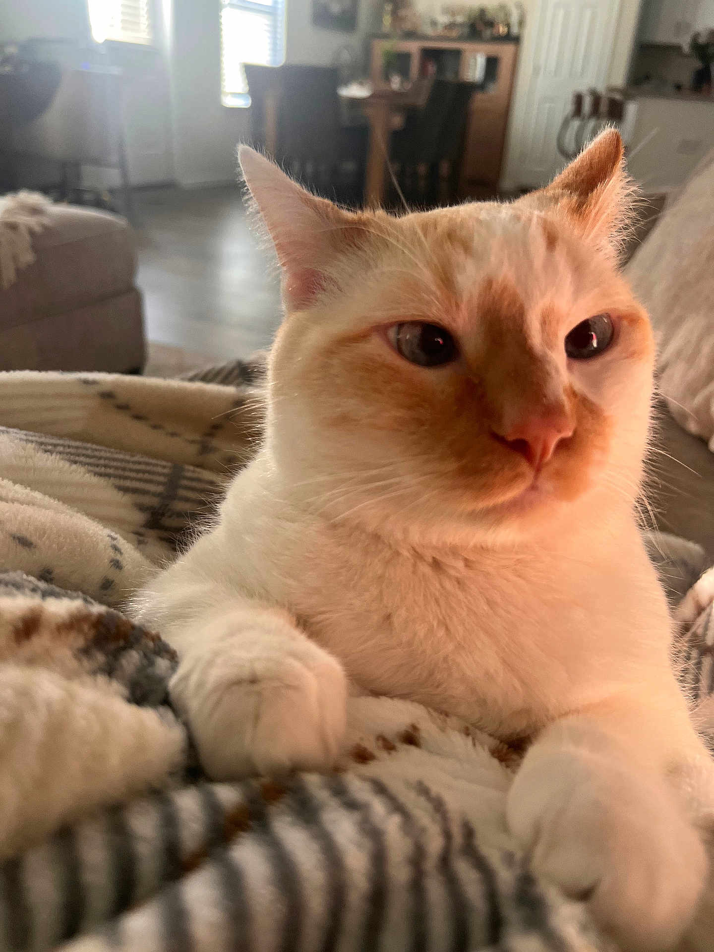 Dolce joined the competition — help win amazing prizes! cat, pet, close_up, indoor, blanket, fur, whiskers, paws, relaxed, home, living_room, sofa, comfort, feline, animal, cute, cozy, soft, orange, cream