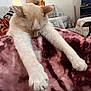 Dolce is registered to the contest to win money with this photo: cat, stretching, paws, blanket, maroon, pink, patterned, living_room, sofa, couch, person, relaxing, furniture, window, curtains, decor, wooden_table, carpet, home, cozy