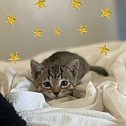 Ophelia is registered to the contest to win money with this photo: animal, bed, blanket, cat, cozy, curious, cute, decor, feline, gold, indoor, kitten, pet, resting, small, soft, stars, whiskers, white, young