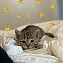 animal, bed, blanket, cat, cozy, curious, cute, decor, feline, gold, indoor, kitten, pet, resting, small, soft, stars, whiskers, white, young