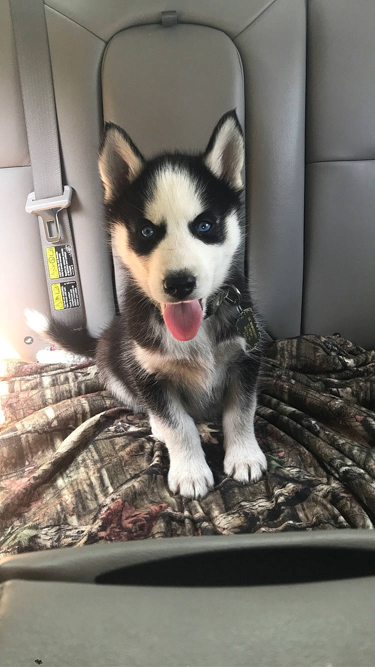 Akela joined the competition — help win amazing prizes! canidae, carnivore, companion_dog, dog, dog_breed, flooring, foot, fur, paw, puppy, siberian_husky, sitting, sled_dog, snout, sporting_group, tail, whiskers, window, working_animal, working_dog