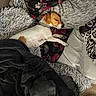 Riley joined the competition — help win amazing prizes! dog, sleeping, blanket, pillow, bed, floral_pillow, cozy, rest, fur, pet, domestic_animal, cute, companion, relaxation, indoor, animal, sleep, comfort, snug, small_dog
