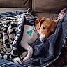 Riley is registered to the contest to win money with this photo: dog, blanket, couch, resting, sleepy, cozy, pet, indoor, brown, white, fur, collar, tag, comfort, relaxation, soft, fabric, home, animal, nap