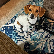 Riley is registered to the contest to win money with this photo: dog, small_dog, brown_and_white, sitting, indoor, carpet, rug, furniture, table, couch, collar, pet, looking_up, floor, domestic, animal, cute, ears, tail, alert